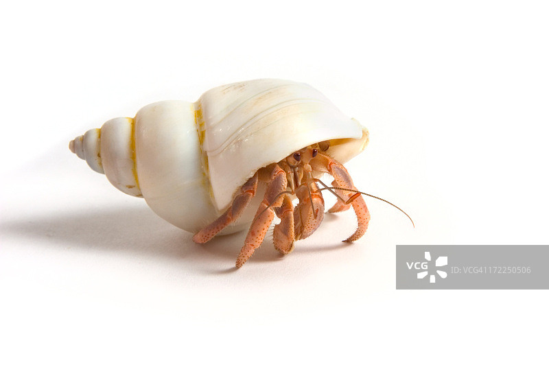 寄居蟹图片素材