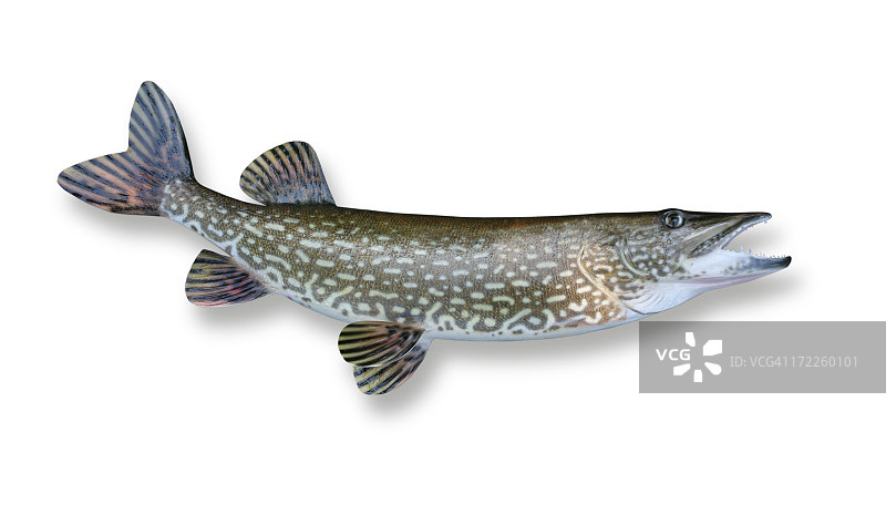 北方梭子鱼图片素材