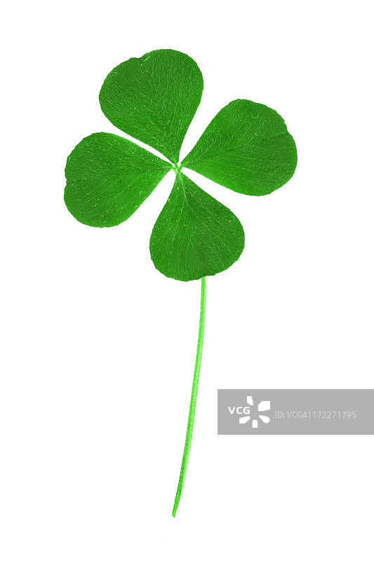 四叶草图片素材