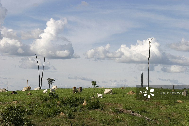 亚马逊图片素材