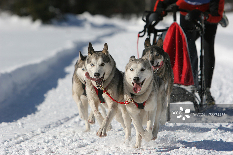 狗拉雪橇比赛图片素材