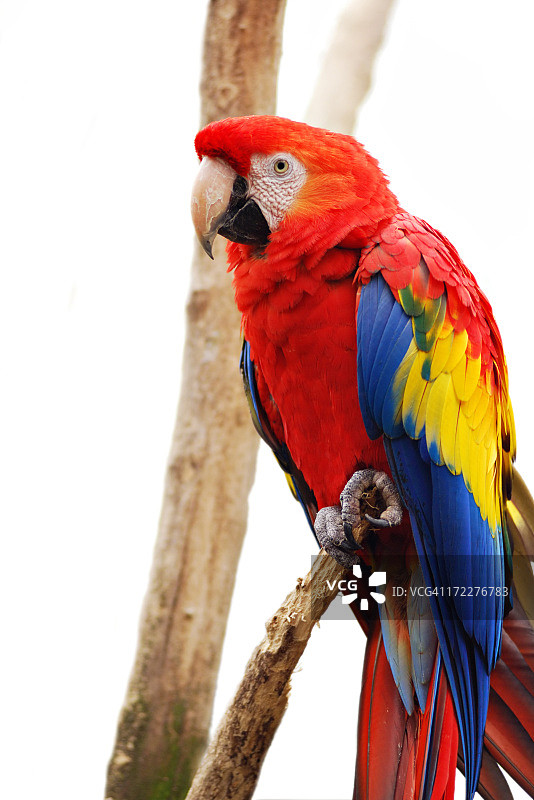 孤立的鹦鹉图片素材
