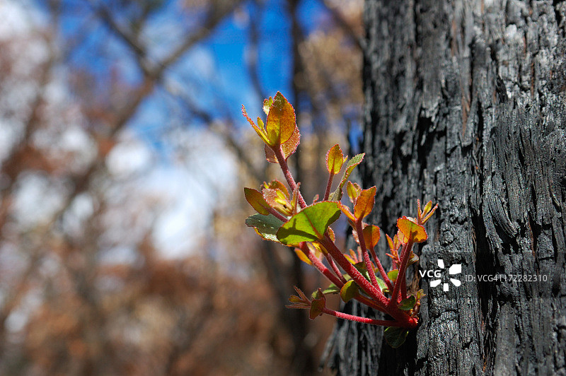 火灾之后图片素材