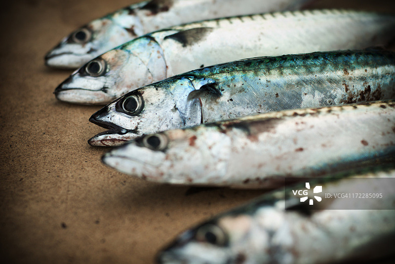 死鲭鱼图片素材