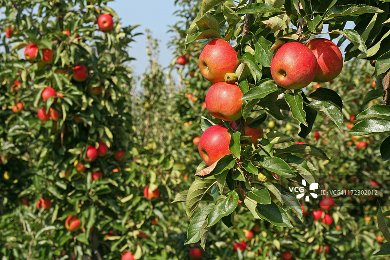 苹果 - 果园 # 5图片素材