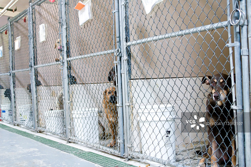 等待领养的狗狗图片素材