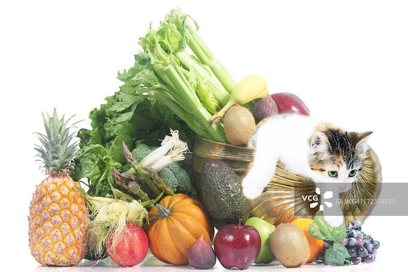 丰饶角水果蔬菜和猫图片素材