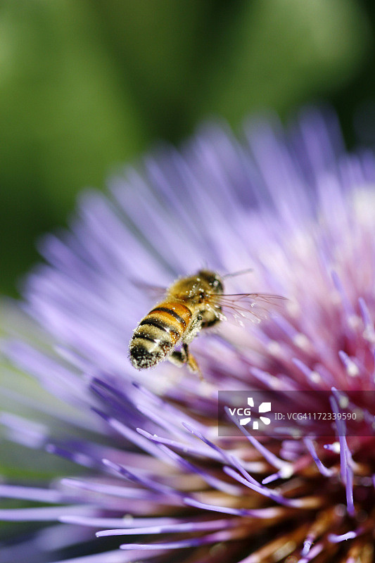 蜜蜂图片素材
