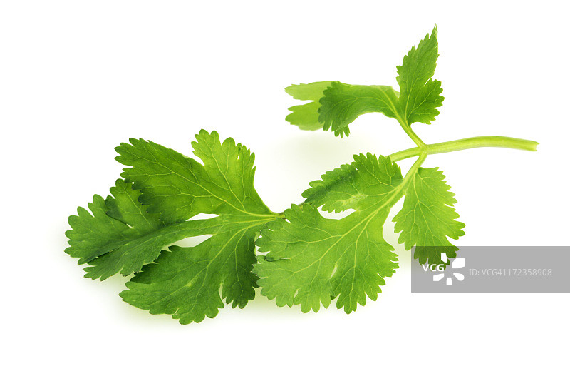香菜叶，新鲜蔬菜装饰和调味香料图片素材