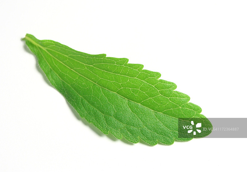 甜叶菊叶图片素材