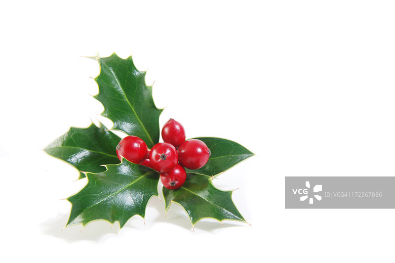 绿色冬青树枝和成熟的红色浆果图片素材