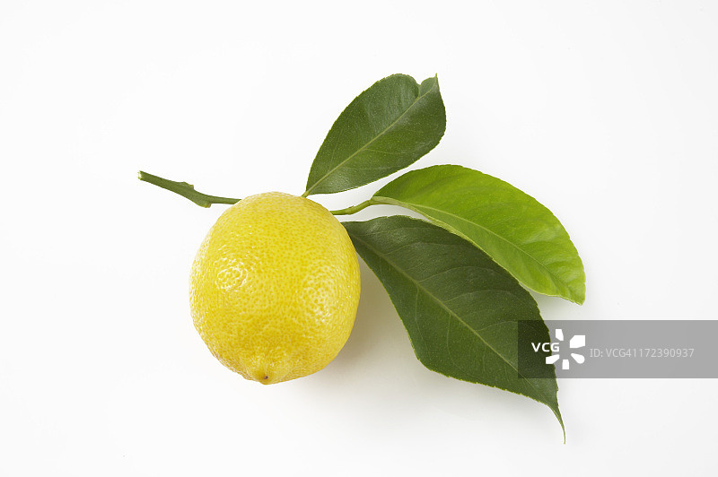 白色背景上的柠檬与叶子图片素材