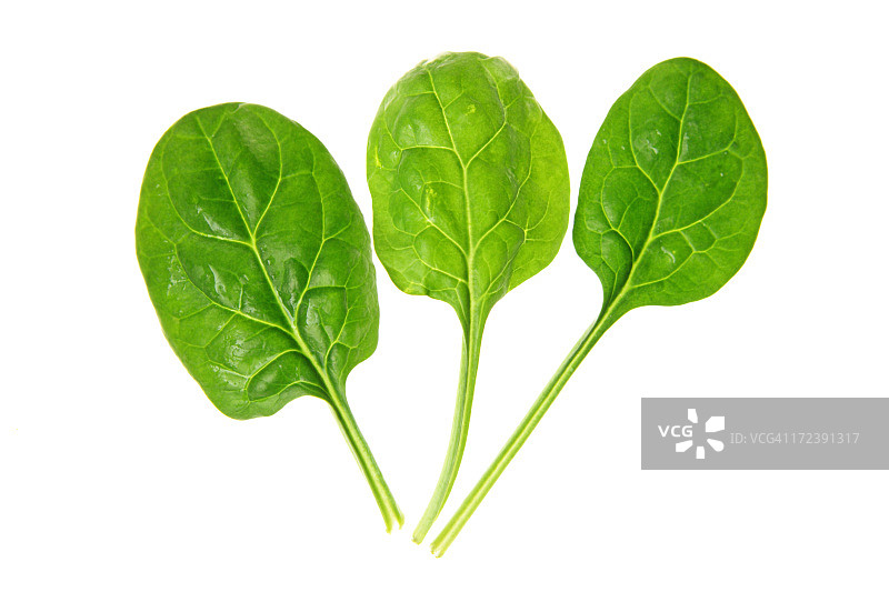 白色背景上的菠菜系列图片素材