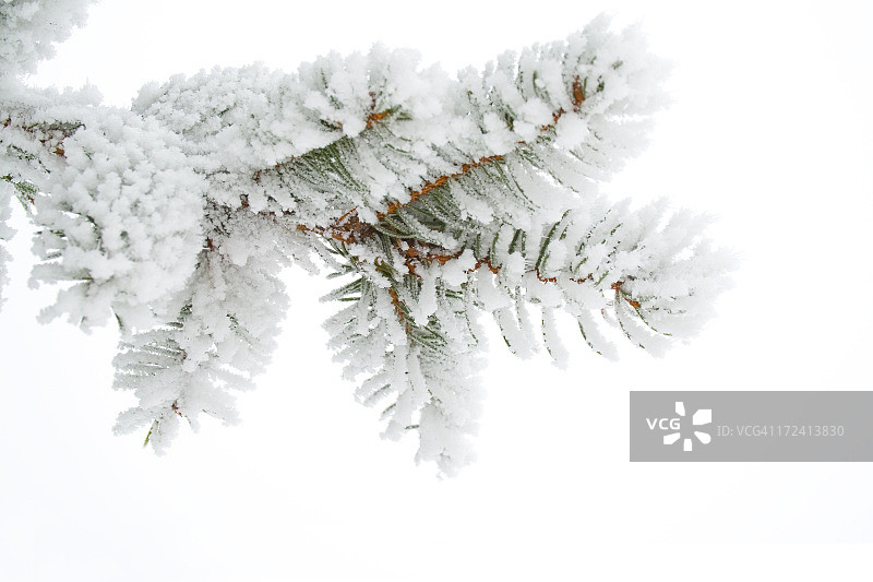 云杉树枝上的霜图片素材