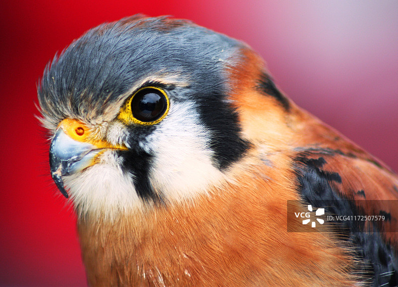 美国红隼图片素材