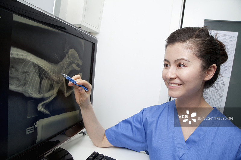 兽医正在查看动物X光片图片素材