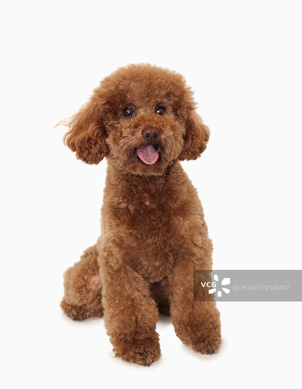 棕色贵宾犬，工作室拍摄图片素材