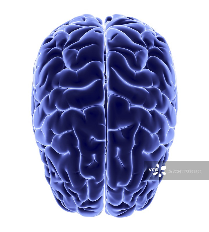 人类大脑、艺术品图片素材