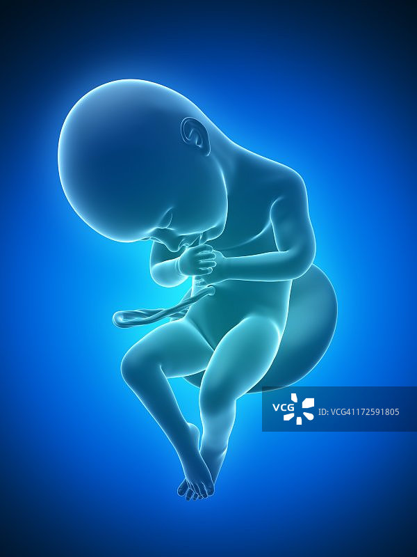 足月胎儿，艺术作品图片素材