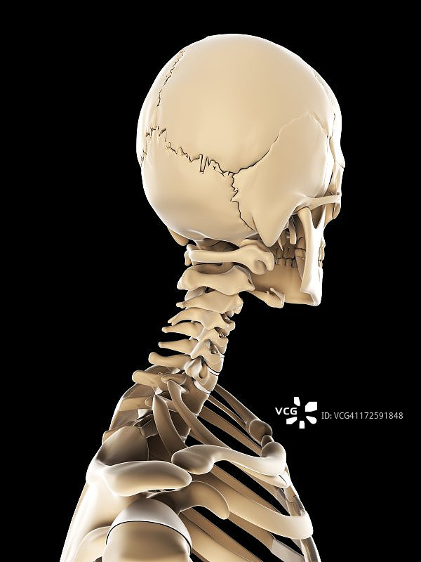 骷髅艺术作品图片素材