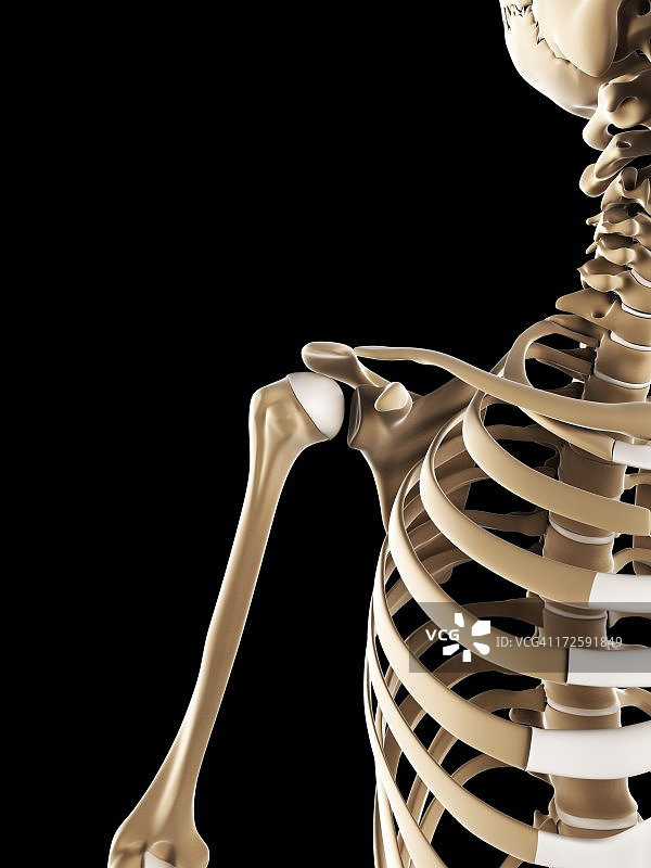 肩胛骨艺术图图片素材