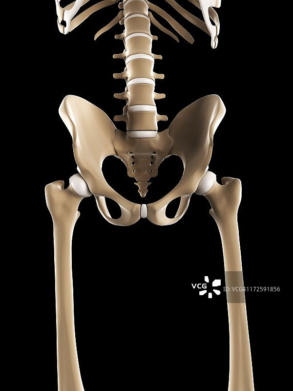 骨盆骨骼艺术图图片素材