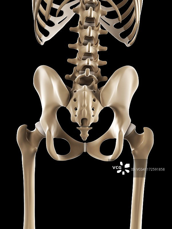 骨盆骨骼艺术图图片素材