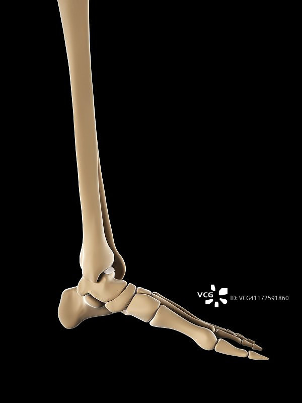 足部骨骼艺术作品图片素材