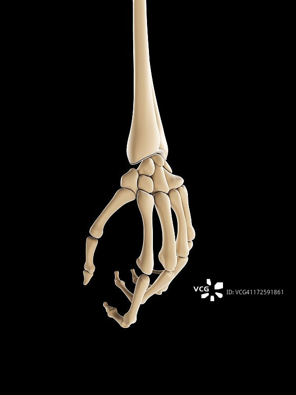 手部骨骼艺术作品图片素材