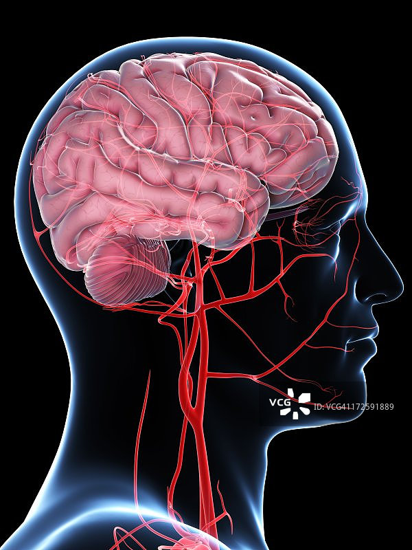 大脑的血液供应艺术图图片素材