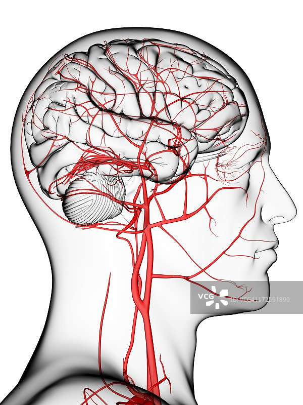 大脑的血液供应艺术图图片素材