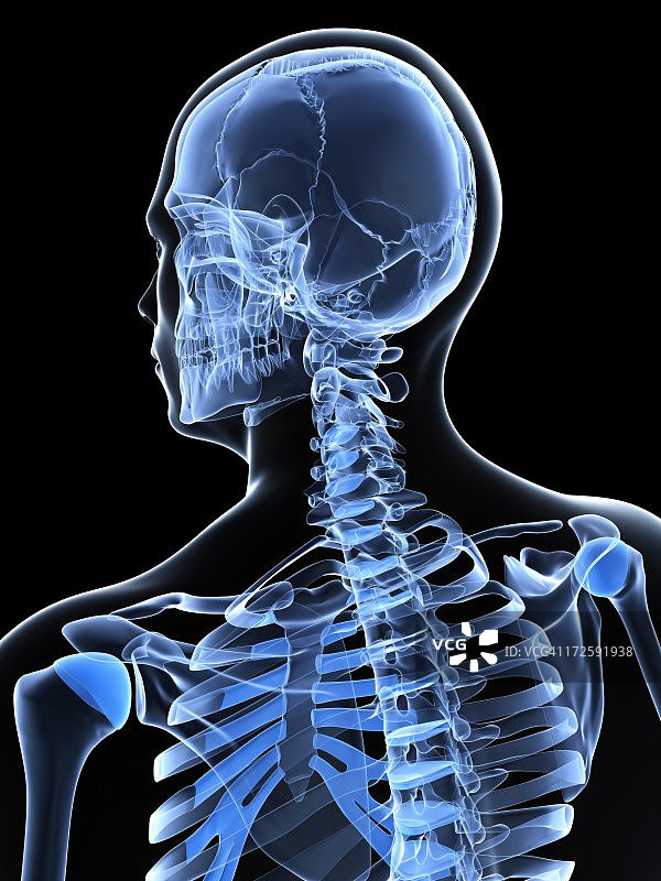 男性颈骨艺术作品图片素材