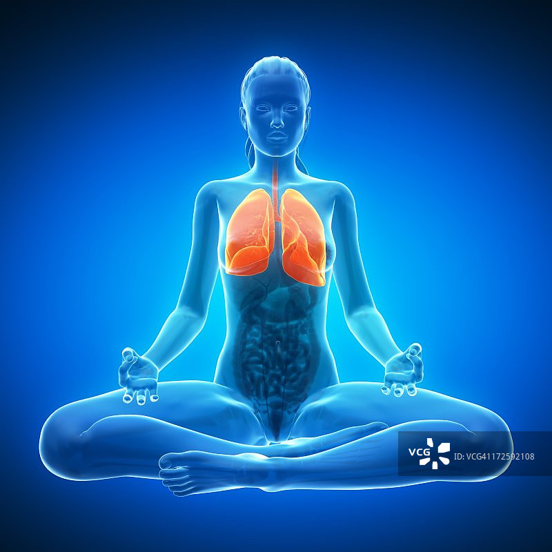 健康的肺部，艺术作品图片素材