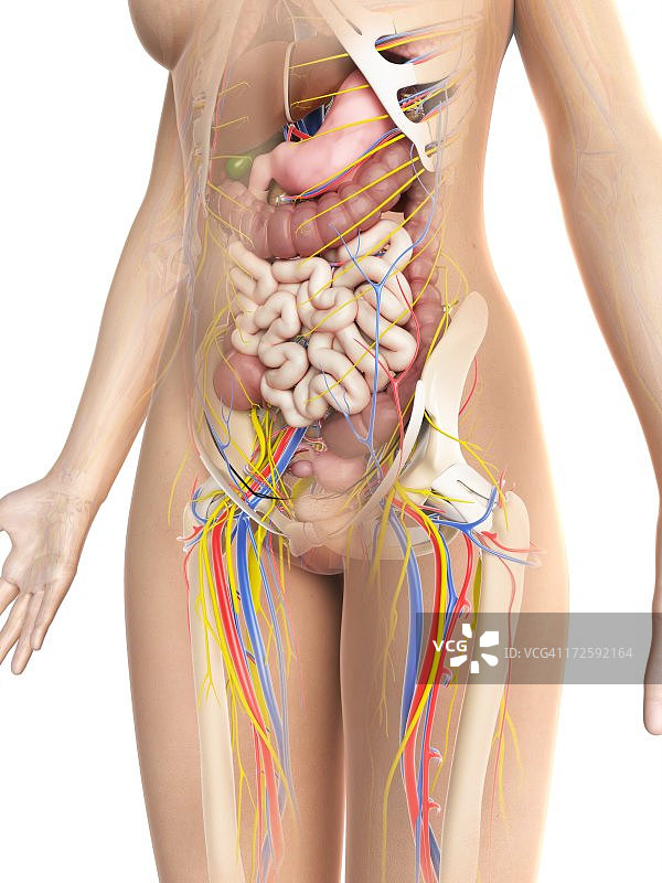 女性解剖,艺术品图片素材