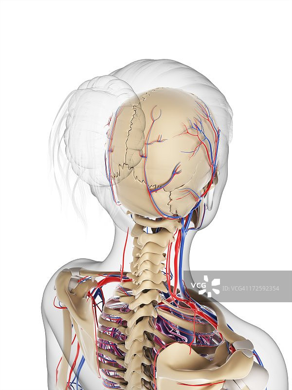 女人血管系统艺术图图片素材