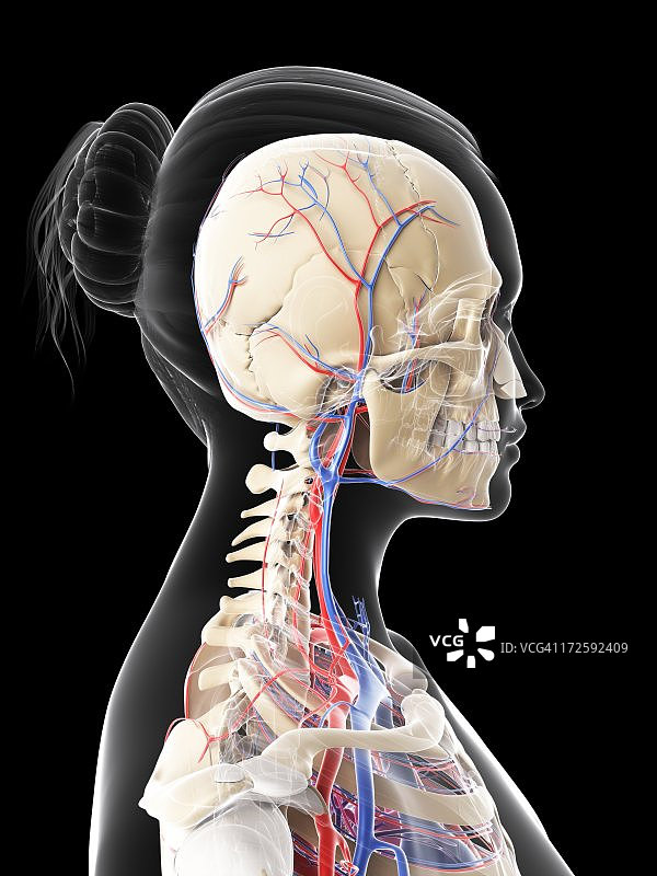 女人血管系统艺术图图片素材