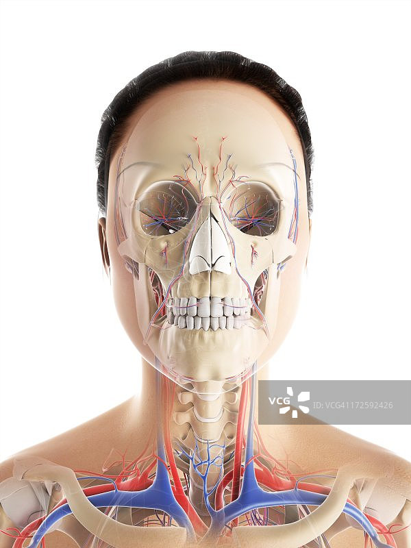 女人血管系统艺术图图片素材