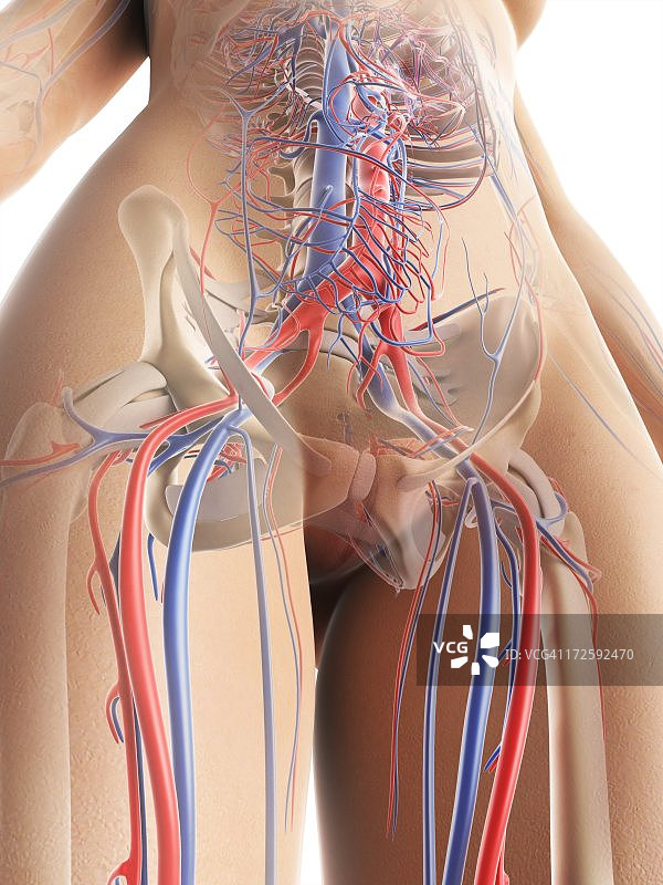 女人血管系统艺术图图片素材