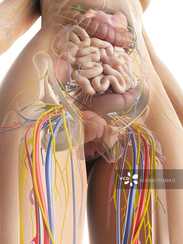女性解剖,艺术品图片素材