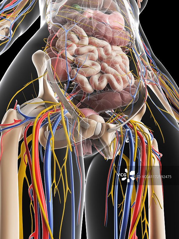 女性解剖,艺术品图片素材