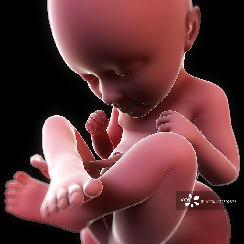 28周胎儿图片素材