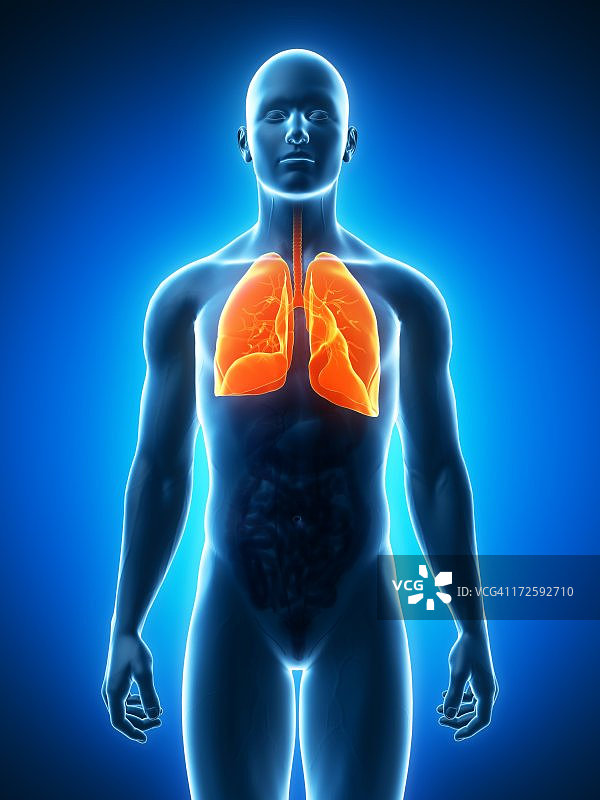 健康的肺部，艺术作品图片素材