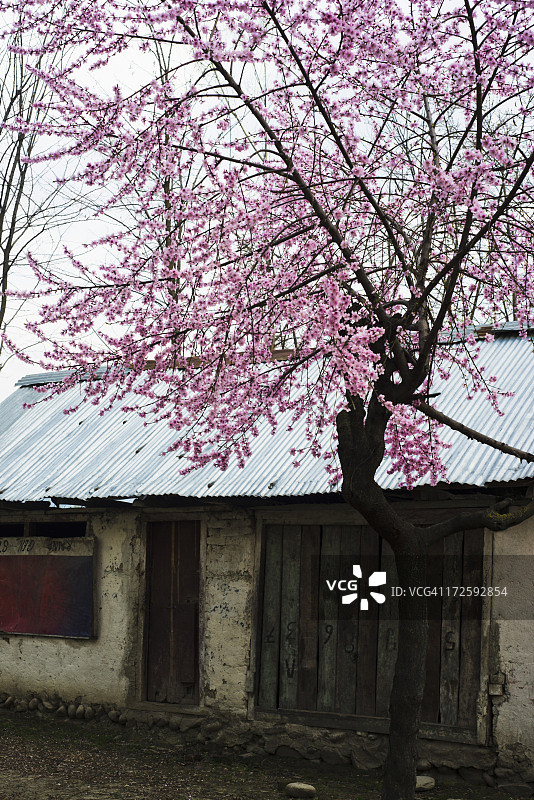 印度查谟和克什米尔邦阿南特纳格县帕哈尔加姆的盛开树木与废弃房屋图片素材