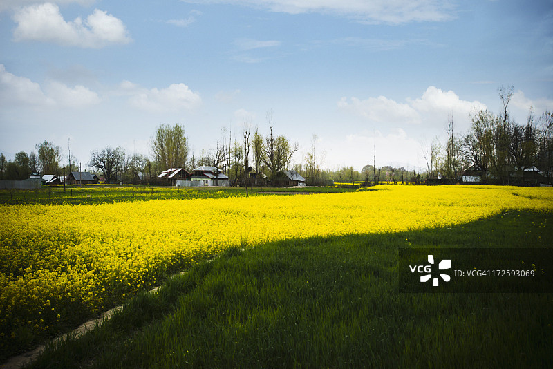 印度查谟和克什米尔邦索马格的盛开芥菜田图片素材