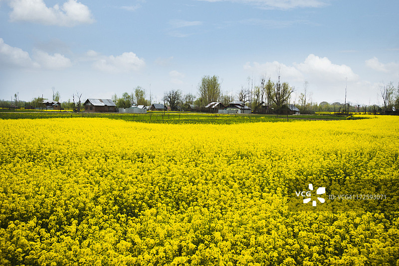 印度查谟和克什米尔邦索马格的盛开芥菜田图片素材