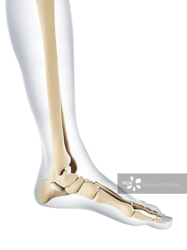 足部骨骼艺术作品图片素材