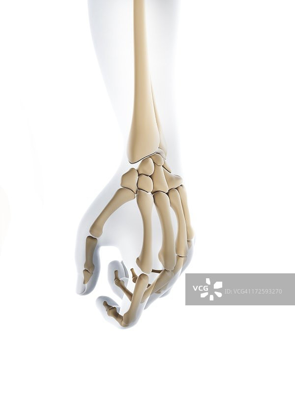 手部骨骼艺术作品图片素材