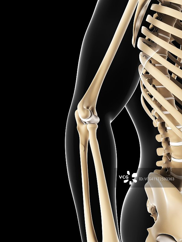 肘关节图图片素材