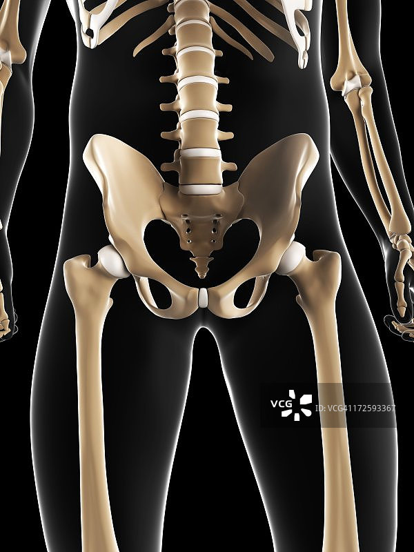 男性骨盆骨骼图片素材