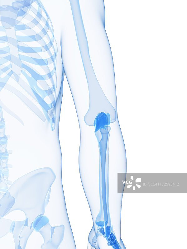 肘关节图图片素材